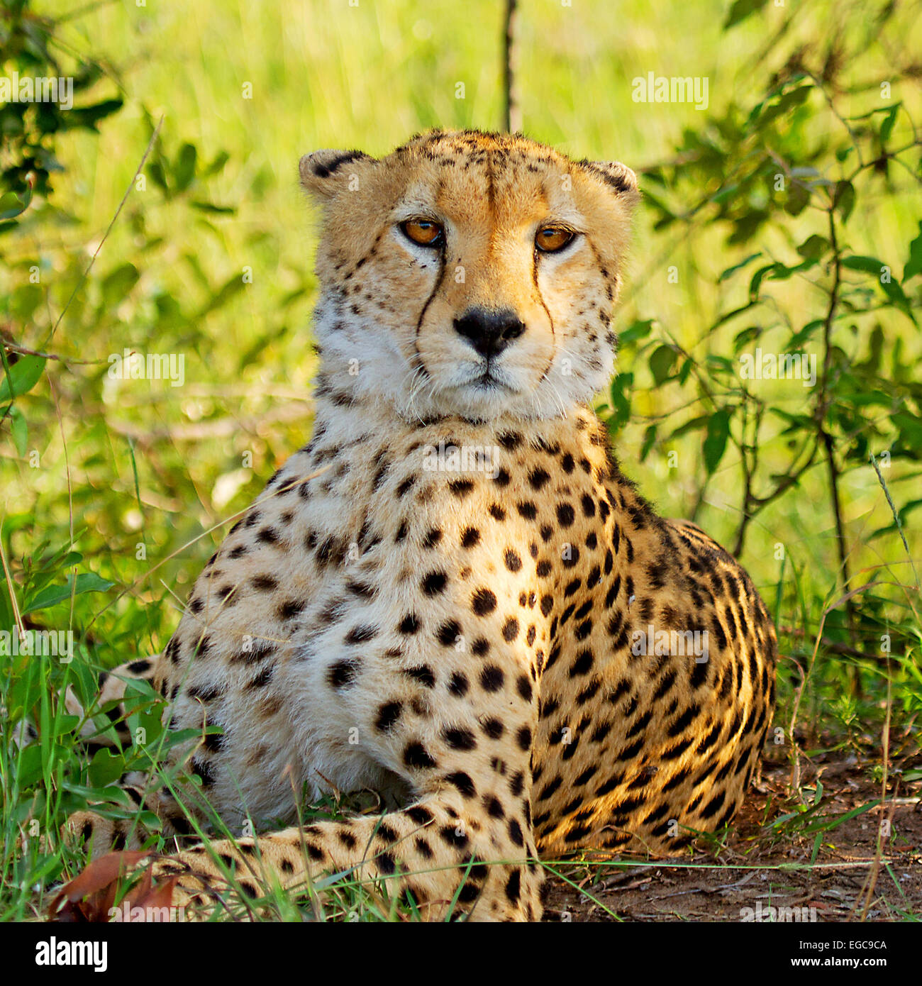 Ghepardo sul terreno in wildlife Kenya Africa Foto Stock