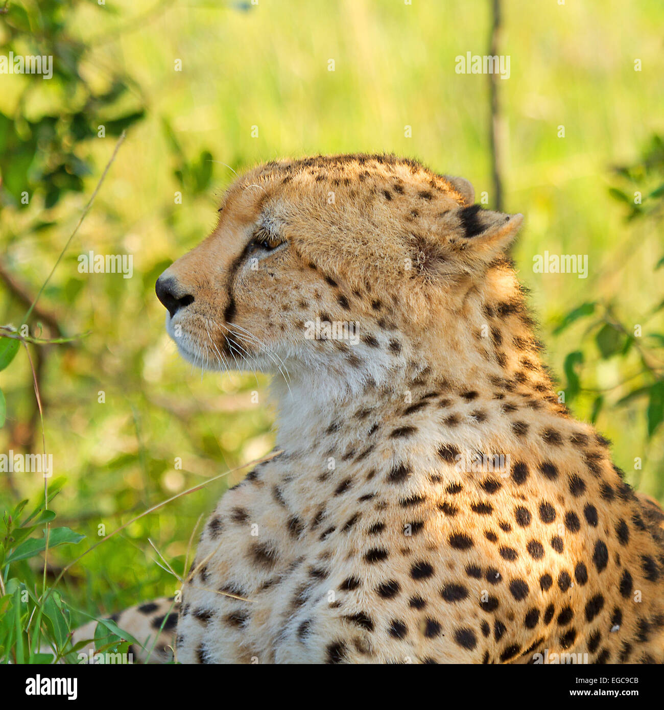 Primo piano della Cheetah sul terreno in wildlife Kenya Africa Foto Stock