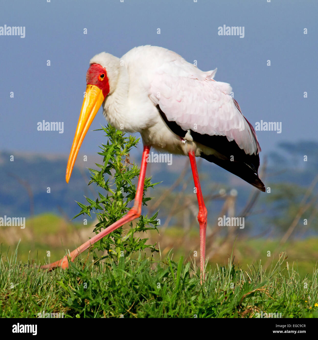 African giallo-fatturati stork uccello in primo piano Foto Stock