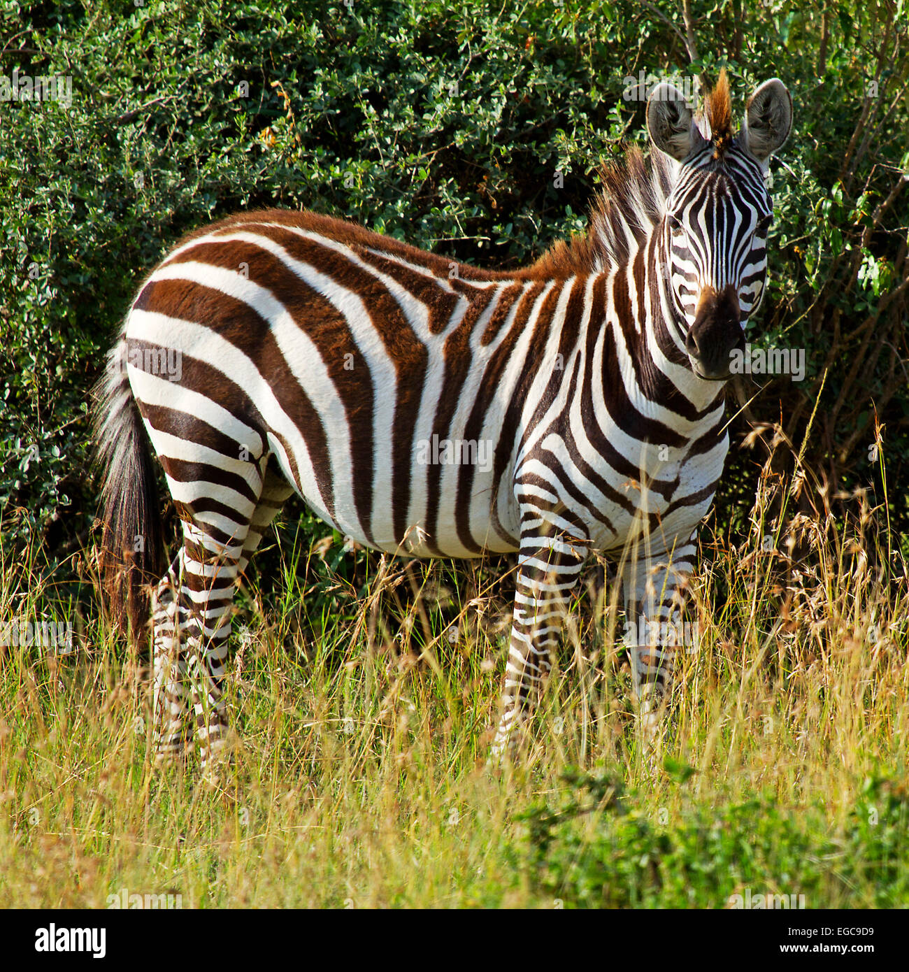 Zebra africana nella boccola guardando la fotocamera Foto Stock