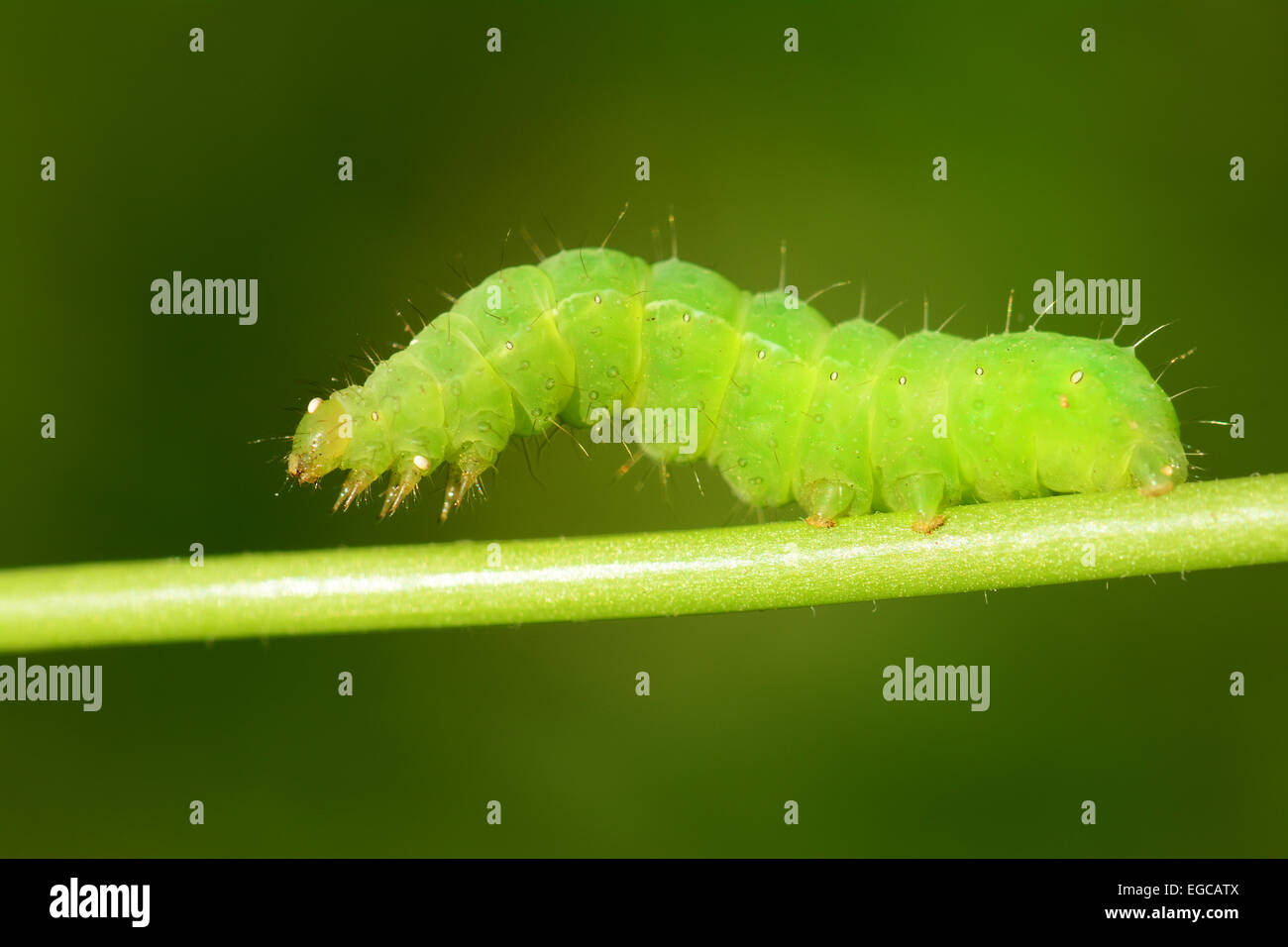 Caterpillar verde su verde stelo Foto Stock