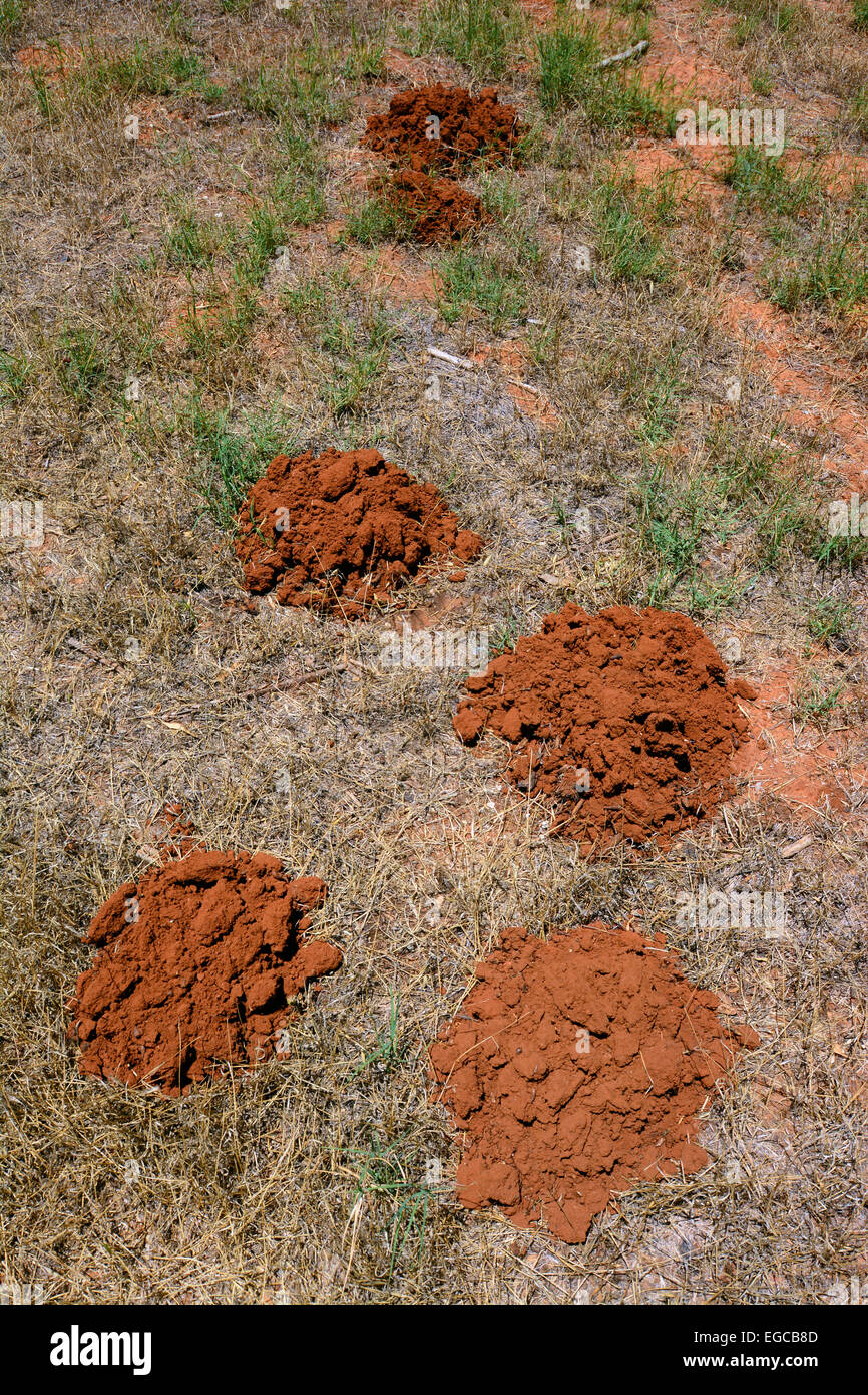Medio Oriente talpa di ratto, burrows Foto Stock