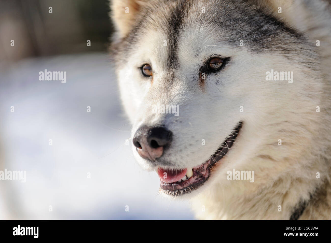 Bianco grigio siberian husky cane ritratto a stakeout prima di una gara di sleddog la concorrenza. Foto Stock