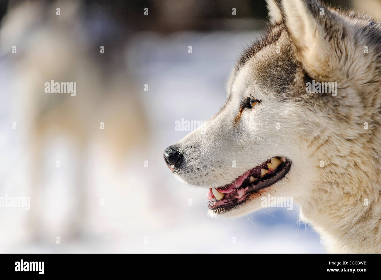 Bianco grigio siberian husky cane ritratto a stakeout prima di una gara di sleddog la concorrenza. Foto Stock