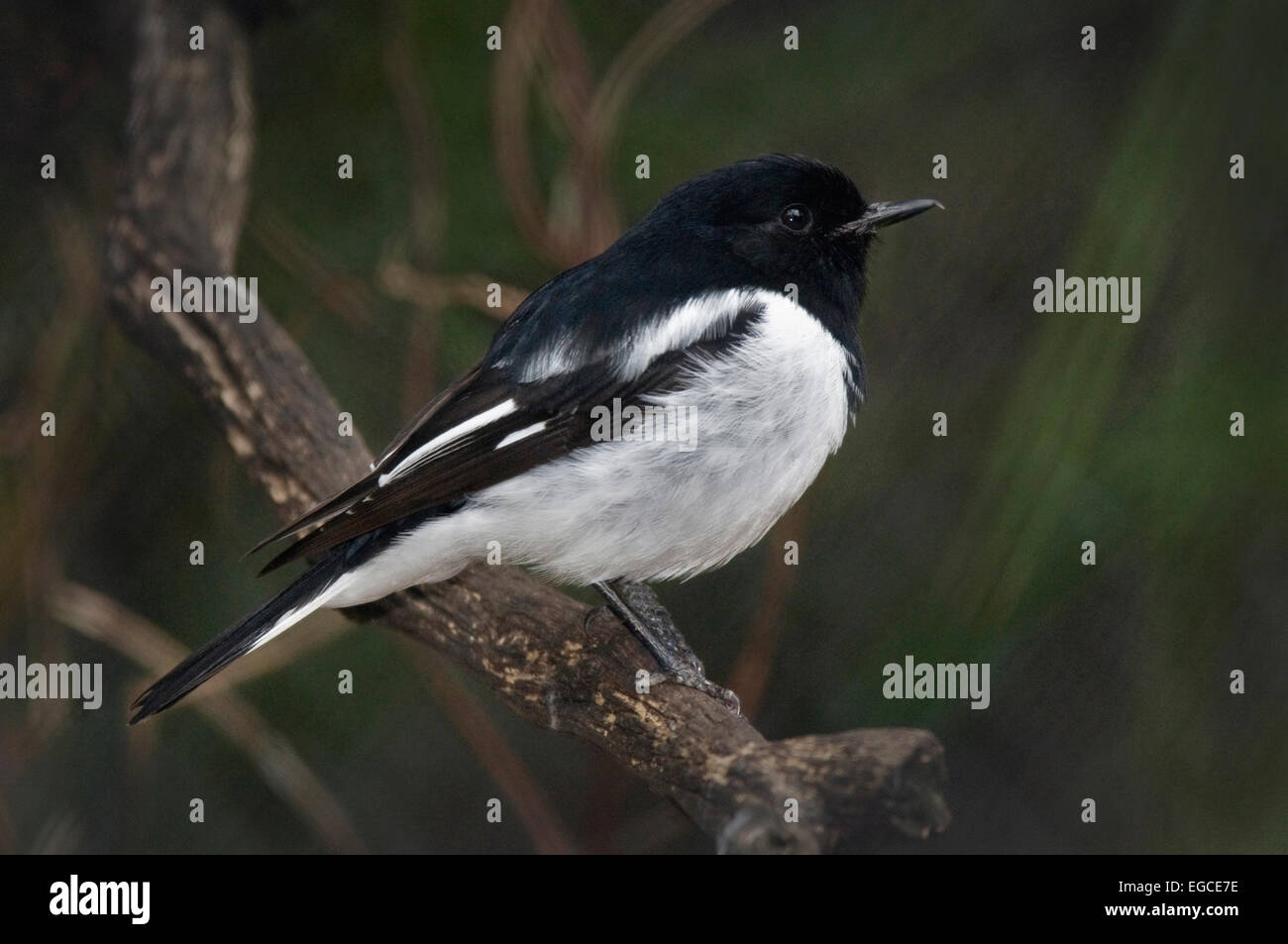 Il hooded robin è un piccolo uccello passerine della famiglia Petroicidae nativo di southeastern Australia. Foto Stock
