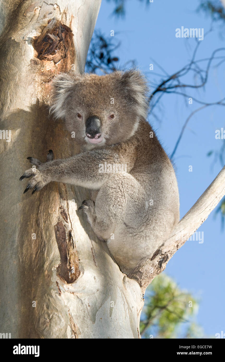 Il koala 'phascolarctos cinereus' sulla gomma naturale tree Foto Stock