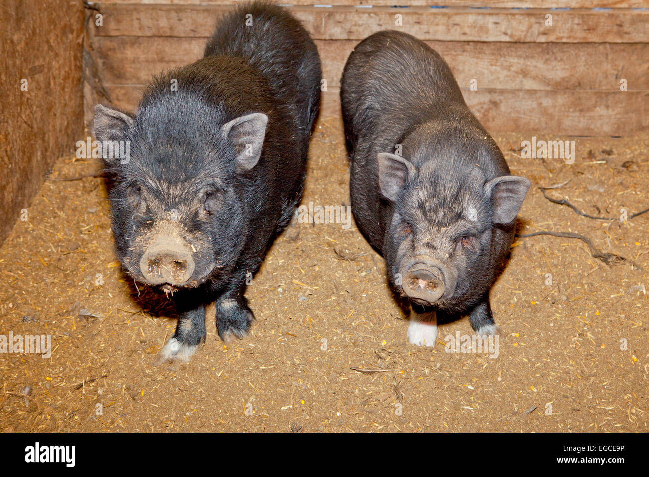 Il vietnamita panciuta pig su una fattoria tradizionale Foto Stock