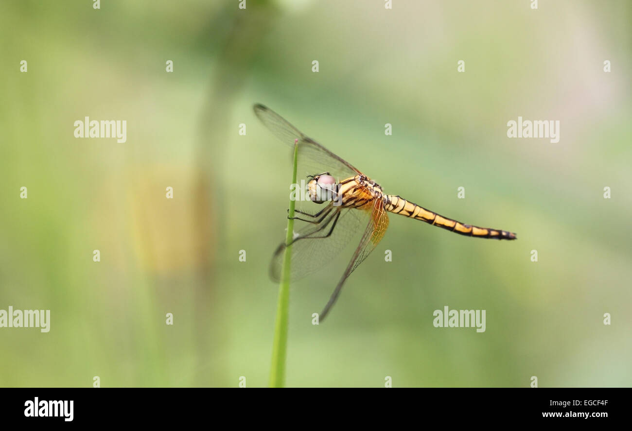 Libellula arancione sulla sommità erba con sfondo verde. Foto Stock