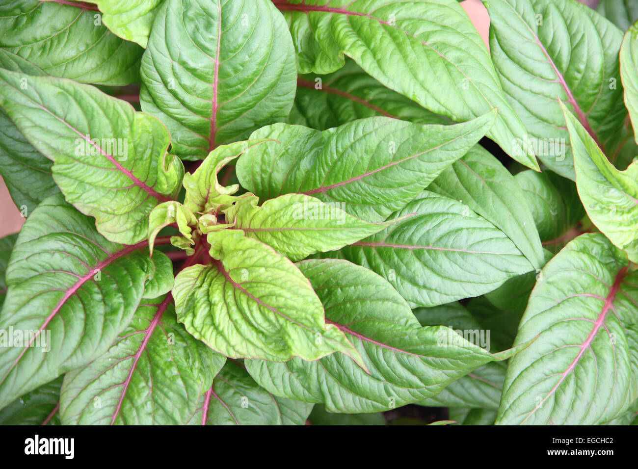 Foglie di colore verde scuro in giardino. Foto Stock