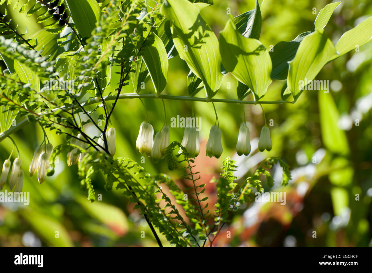 Salomone sigillo illuminato da dietro in un giardino in Olympia, WA. Foto Stock