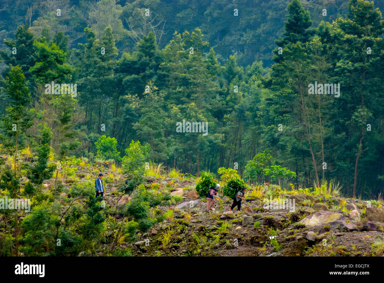 Gli abitanti di un villaggio che trasportano erbe da foresta sul pendio del Monte Merapi, Java, Indonesia. Foto Stock