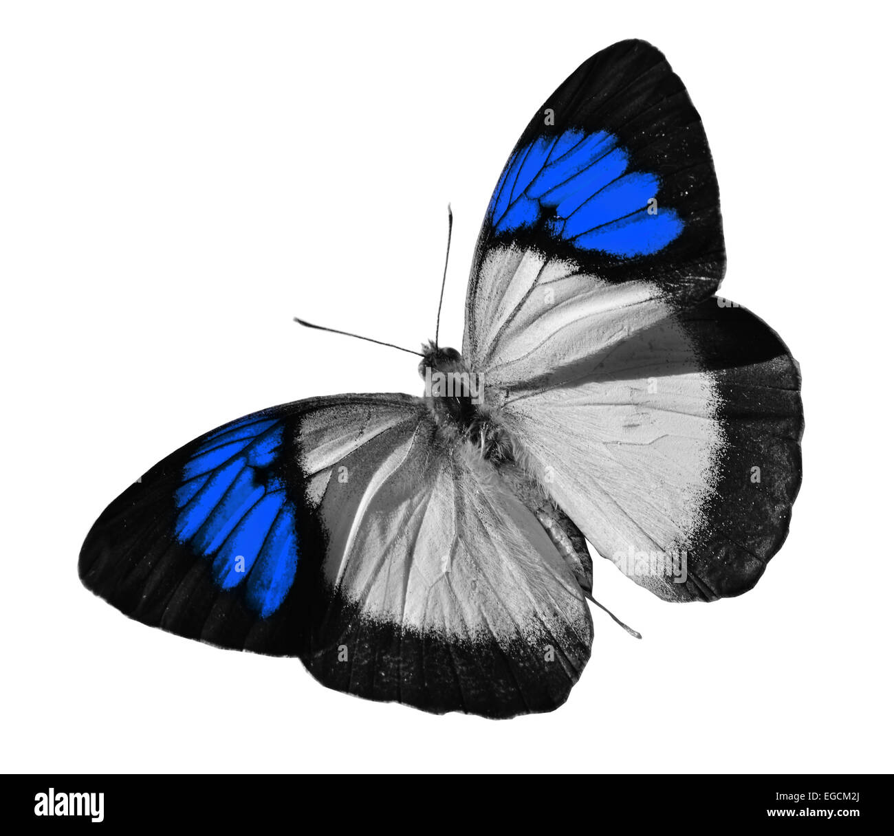 Farfalla blu Foto Stock