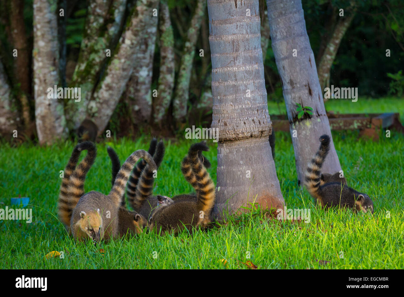 Coatis, generi Nasua e Nasuella, noto anche come coatimundi /koʊˌɑːtɨˈmʌndi/, aardvark brasiliano, tejón messicano, cholugo, o mon Foto Stock