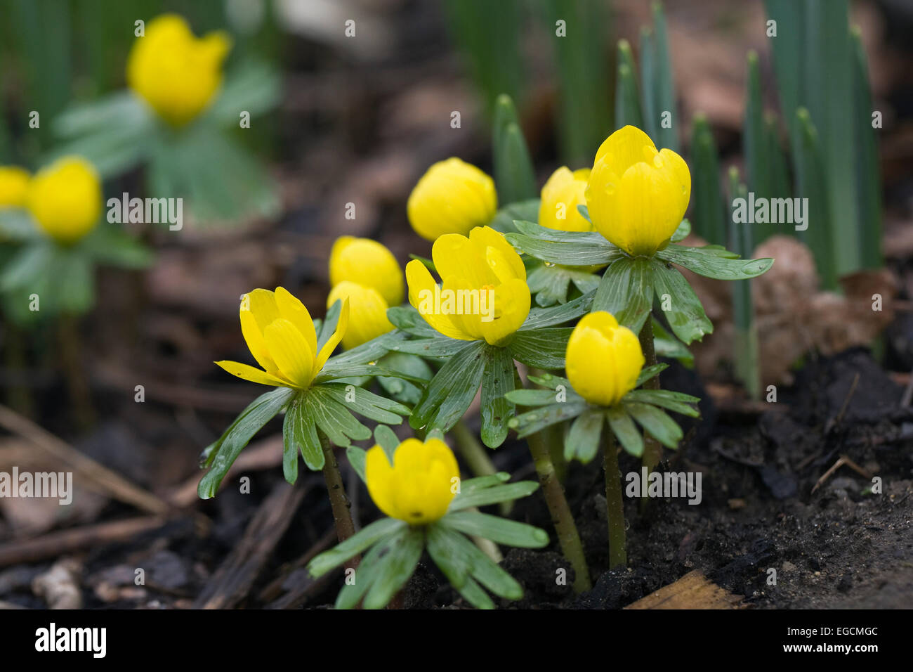 Eranthis hyemalis fiore in inverno. Foto Stock