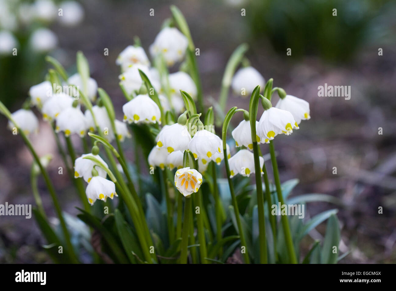 Leucojum vernum in un giardino inglese. Foto Stock