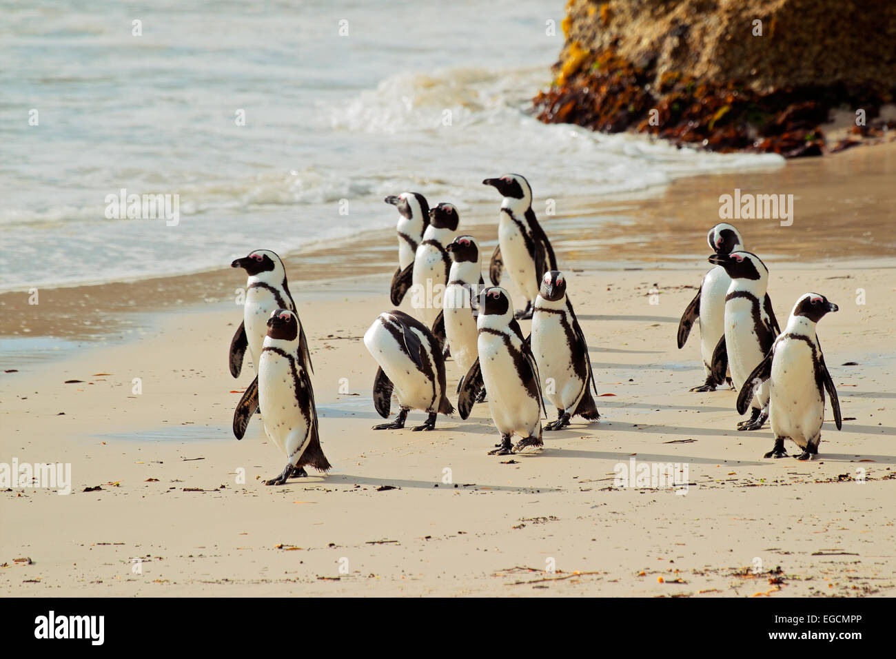 I Penguins africani (Spheniscus demersus) sulla spiaggia, Western Cape, Sud Africa Foto Stock