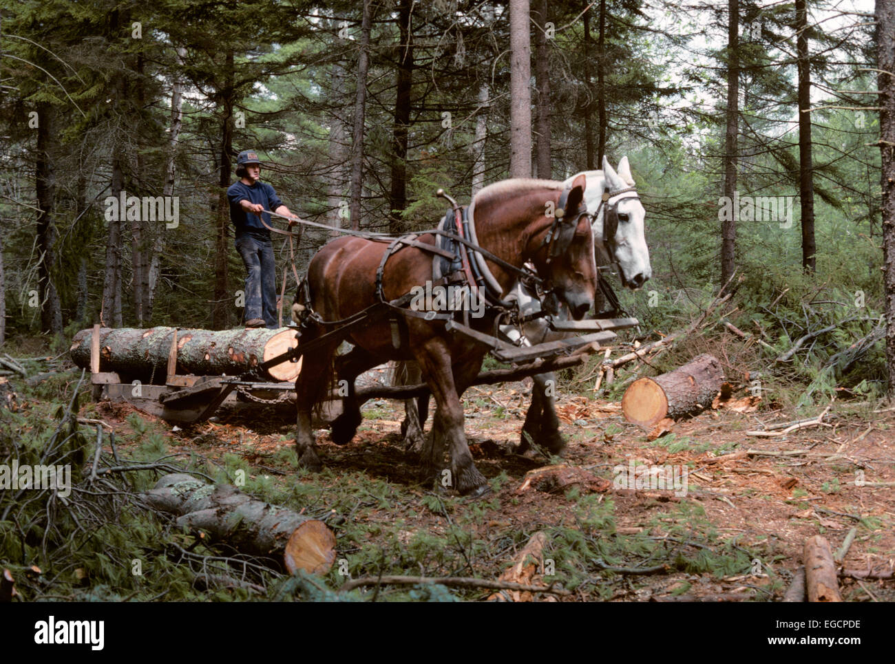 Anni ottanta giovane logging con il team del progetto di cavalli WOOLWICH MAINE USA Foto Stock