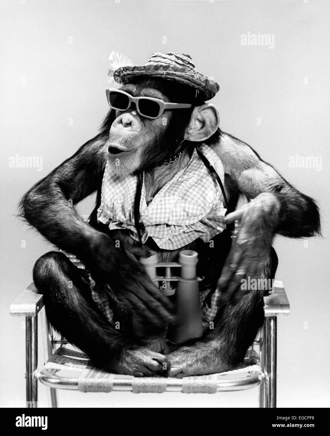 Scimmia con occhiali da sole Foto e Immagini Stock in Bianco e Nero - Alamy