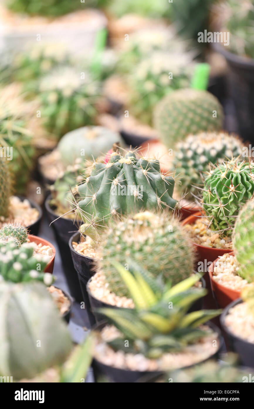 Molti cactus di albero in piantine farm. Foto Stock