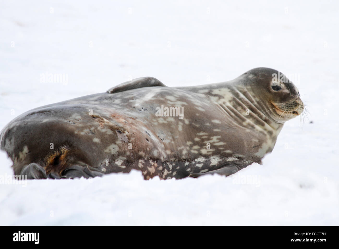 Le guarnizioni di tenuta di Weddell (Leptonychotes weddellii). Madre e pup giacente sul mare di ghiaccio. Le guarnizioni di tenuta di Weddell sono nati singolarmente. Essi hanno morbide hai Foto Stock