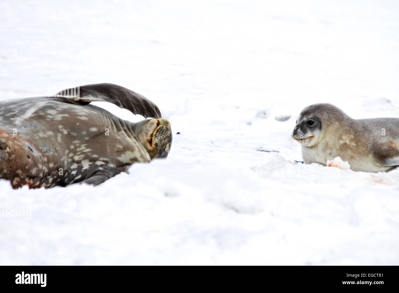 Le guarnizioni di tenuta di Weddell (Leptonychotes weddellii). Madre e pup giacente sul mare di ghiaccio. Le guarnizioni di tenuta di Weddell sono nati singolarmente. Essi hanno morbide hai Foto Stock