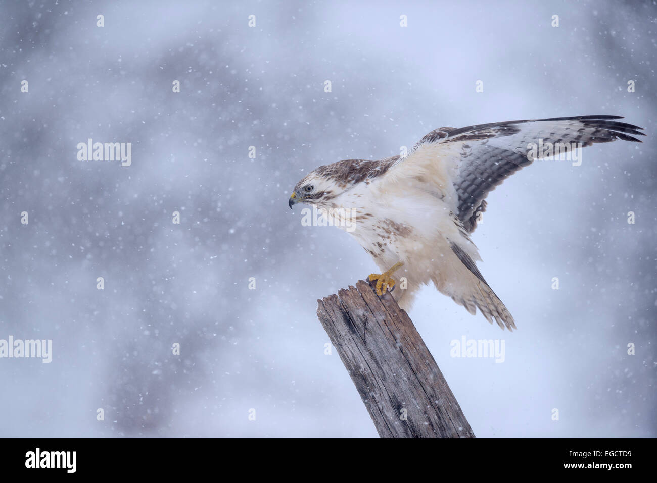La poiana (Buteo buteo), bianco morph, sbattimenti le sue ali in una tempesta di neve, Riserva della Biosfera Svevo, Baden-Württemberg Foto Stock
