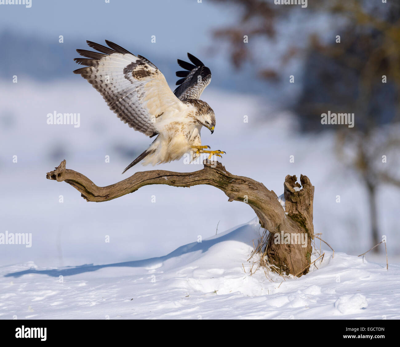La poiana (Buteo buteo), bianco morph, lo sbarco sul suo pesce persico, paesaggio innevato, Riserva della Biosfera Swabian-Alb Foto Stock