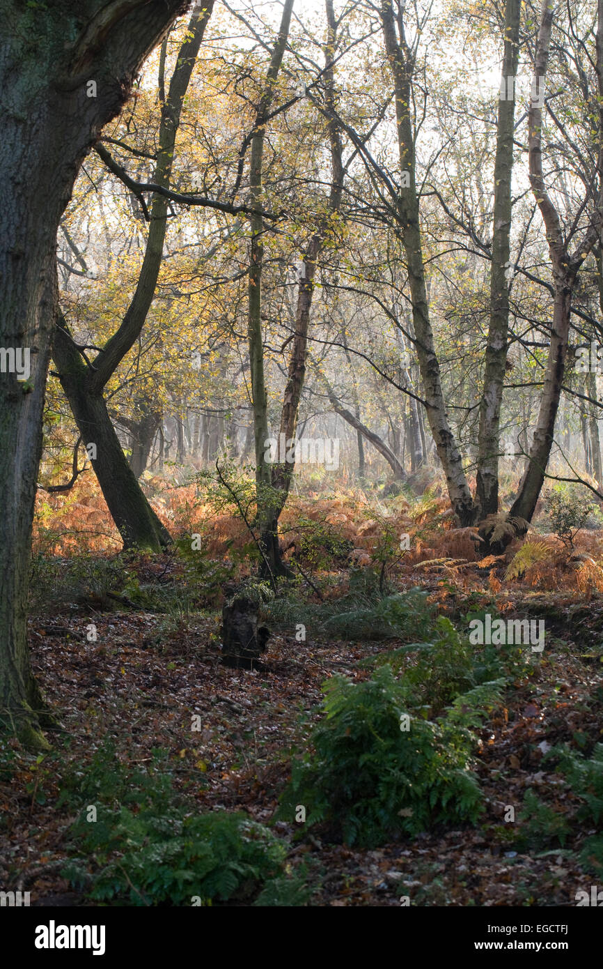 Bosco umido. Rovere (Quercus robur), sinistra giovani betulle roverella (Betula pubescens) a destra. Holly alberelli (Ilex aquifolium). Foto Stock