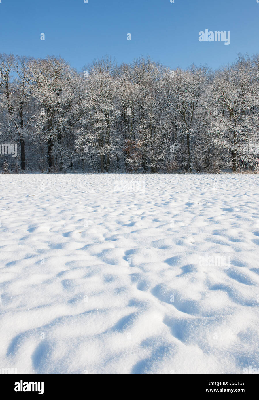 Coperte di neve alberi e una neve-coperte prato, Turingia, Germania Foto Stock