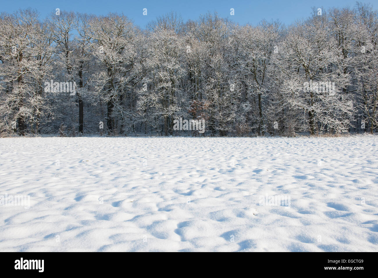 Coperte di neve alberi e una neve-coperte prato, Turingia, Germania Foto Stock