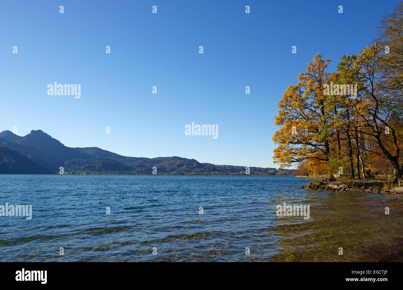 Autunno in riva al lago di Kochel o lago Kochelsee, Kochel am See, Alta Baviera, Baviera, Germania Foto Stock
