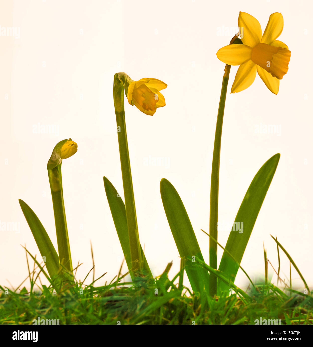 Daffodil (Narcissus), differenti stadi di crescita Foto Stock