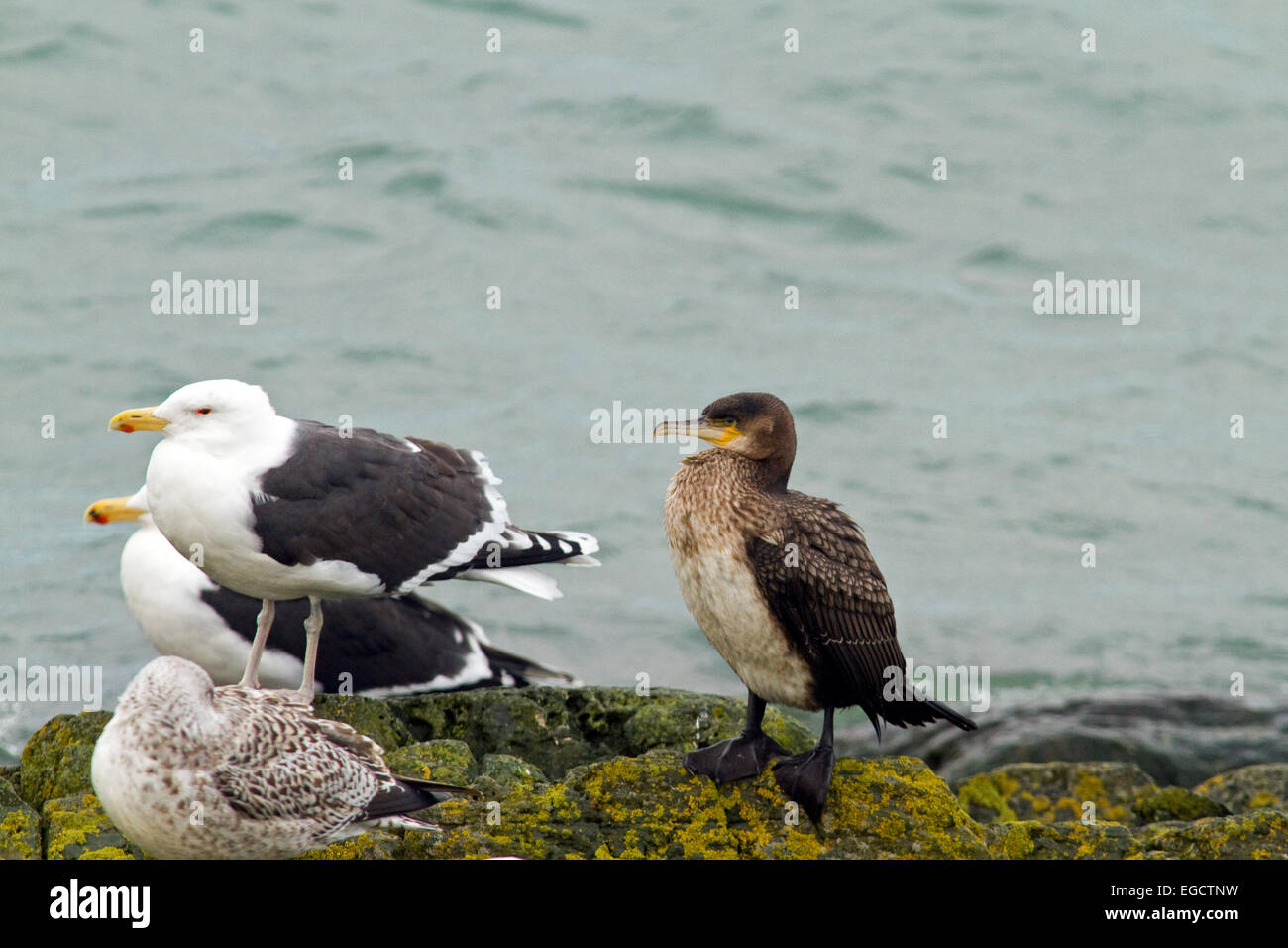 Sub cormorano adulto e grande nero appoggiato i gabbiani,Clogherhead,Co.Louth, Irlanda Foto Stock