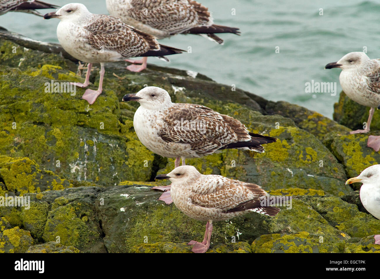 Immaturo nero grande sostenuta e gabbiani reali,Clogherhead,Co.Louth, Irlanda Foto Stock
