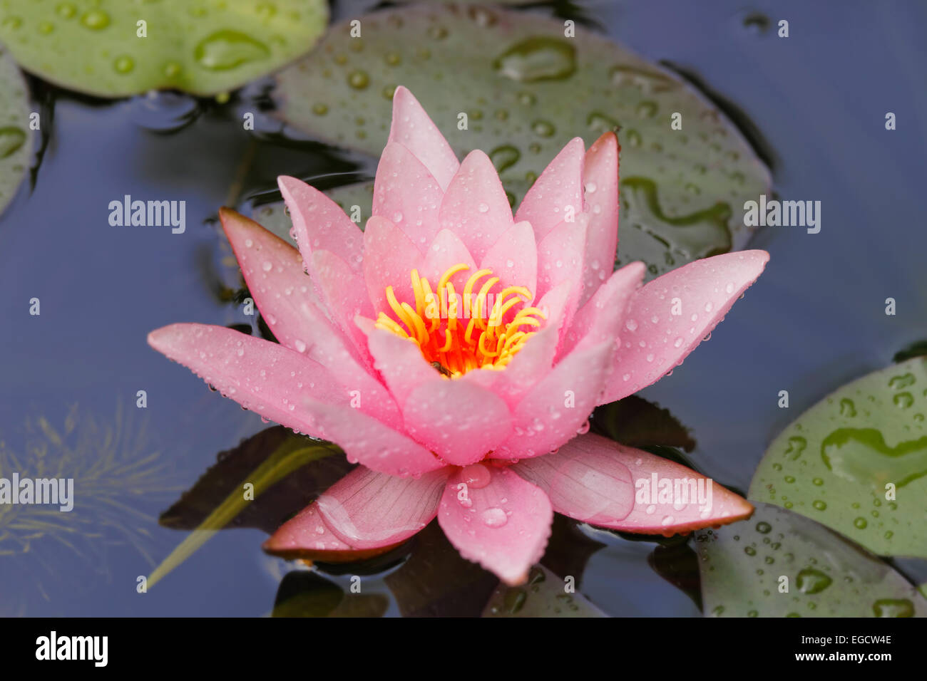 Giglio di acqua (Nymphacea), fiore rosa, Baviera, Germania Foto Stock