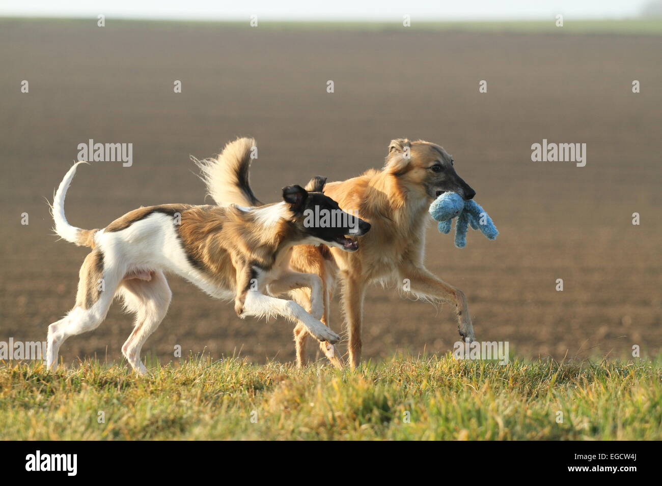 Silken Windsprite cani, whippet, a giocare Foto Stock