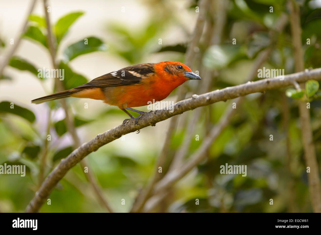 Fiamma Tanager colorati (Piranga bidentata) appollaiato su un ramo, Los Quetzales National Park, San José Provincia, Costa Rica Foto Stock