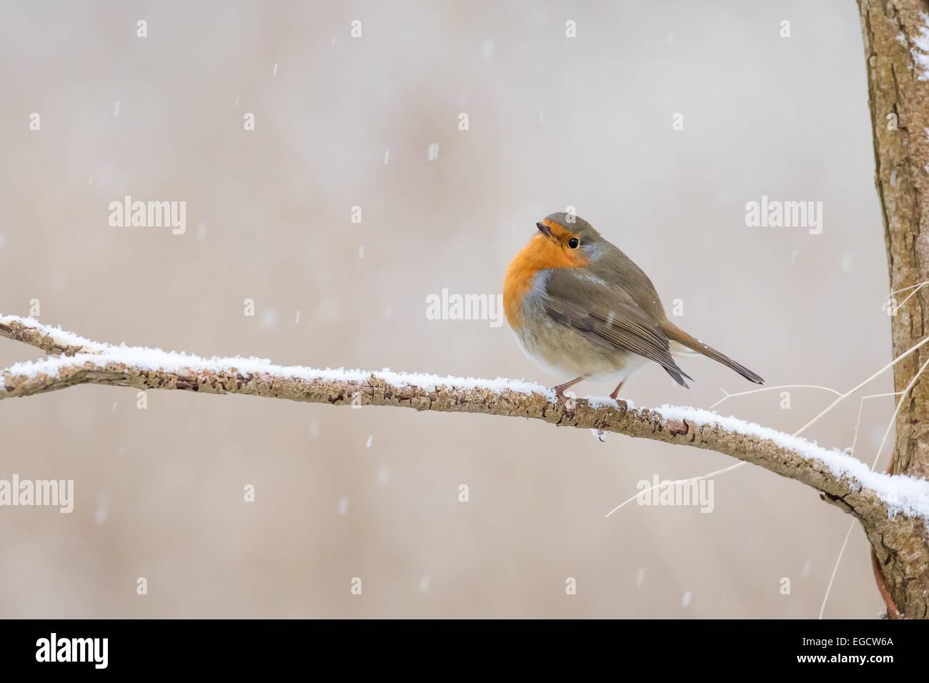 Robin (Erithacus rubecula) appollaiato sul ramo di albero con bufere di neve, Hesse, Germania Foto Stock