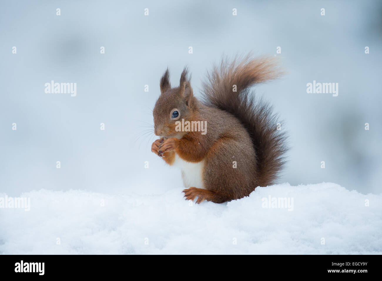 Scoiattolo rosso alimentazione nella neve, Yorkshire Dales, REGNO UNITO Foto Stock