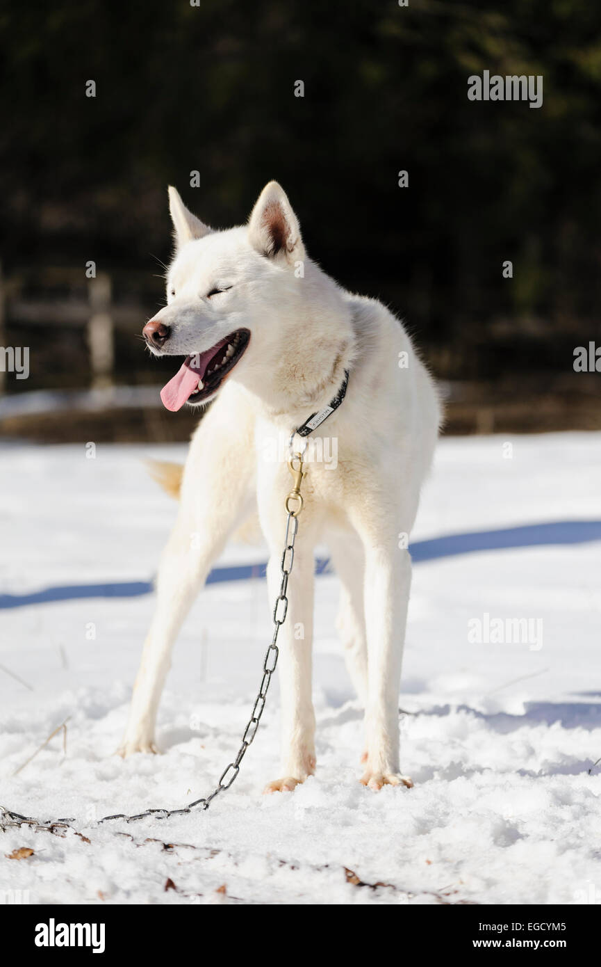 White siberian husky in steakout prima di sleddog racing in Romania Foto Stock