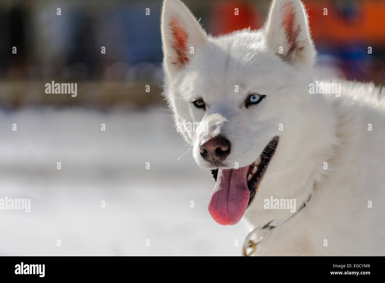 White siberian husky in steakout prima di sleddog racing in Romania Foto Stock