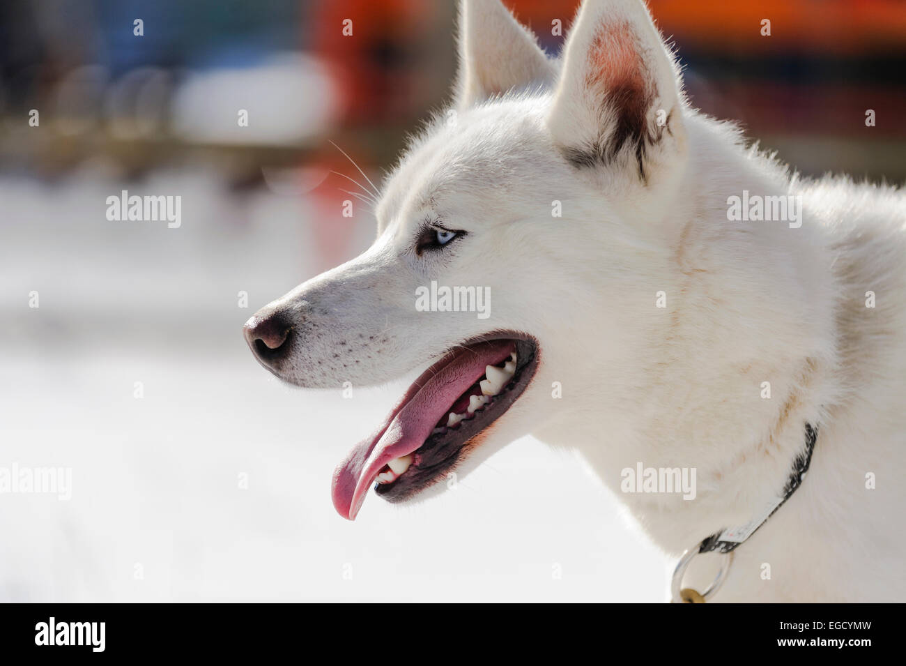 White siberian husky in steakout prima di sleddog racing in Romania Foto Stock