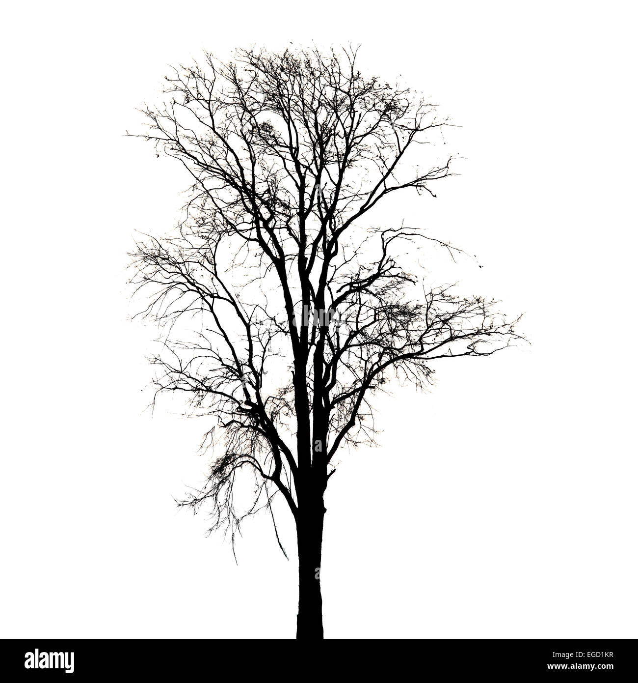 Silhouette di un albero morto su sfondo bianco. Foto Stock