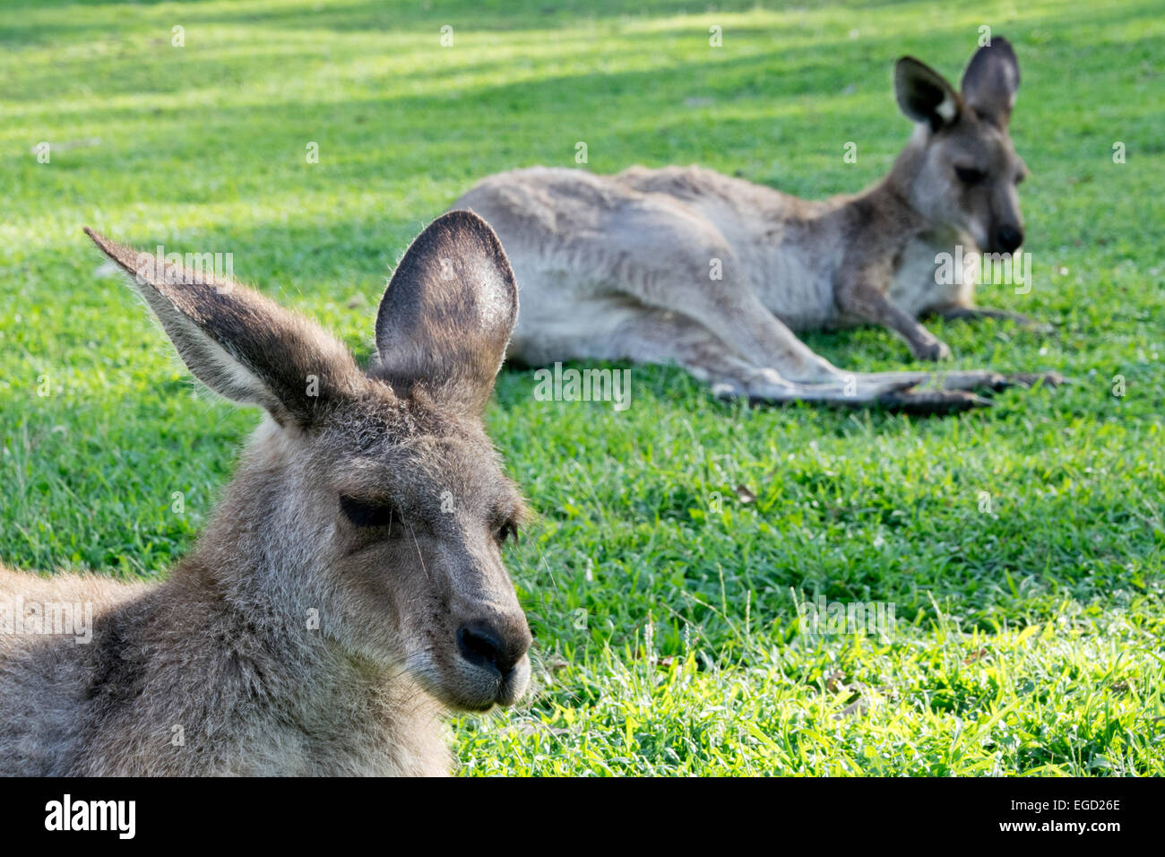 Due canguri di appoggio in zoo in Australia Foto Stock