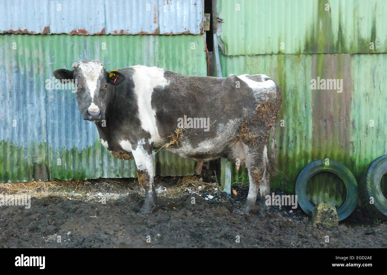 Mucca in piedi nel fango accanto al capannone di ferro corrugato con vecchi pneumatici per auto Foto Stock