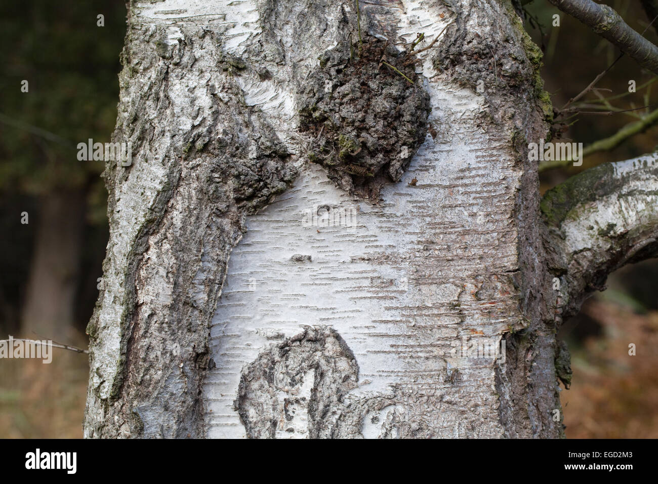 Roverella (Betulla Betula pubescens). Il tronco di un albero maturo. Calthorpe ampia. NNR. SSSI. Norfolk. In Inghilterra. Regno Unito . Foto Stock