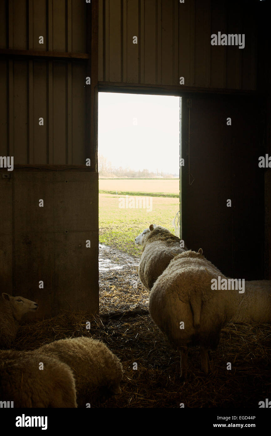 Pecore davanti a una porta aperta guardando al di fuori e esitando ad andare fuori, Paesi Bassi Foto Stock