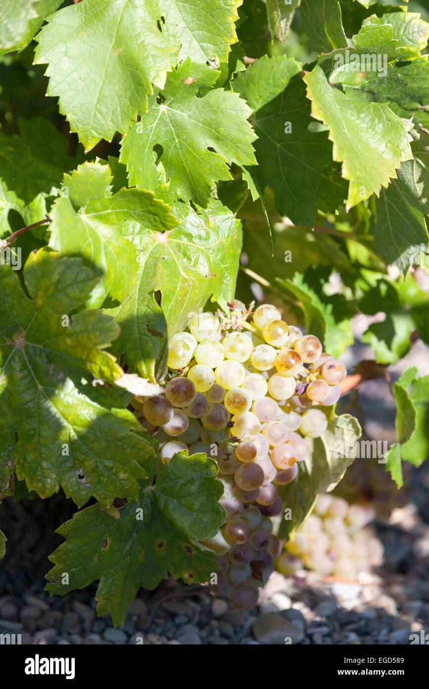 Uve : Malvar. Una spagnola varietà utilizzate nella produzione di medio corpo vini bianchi. Foto Stock