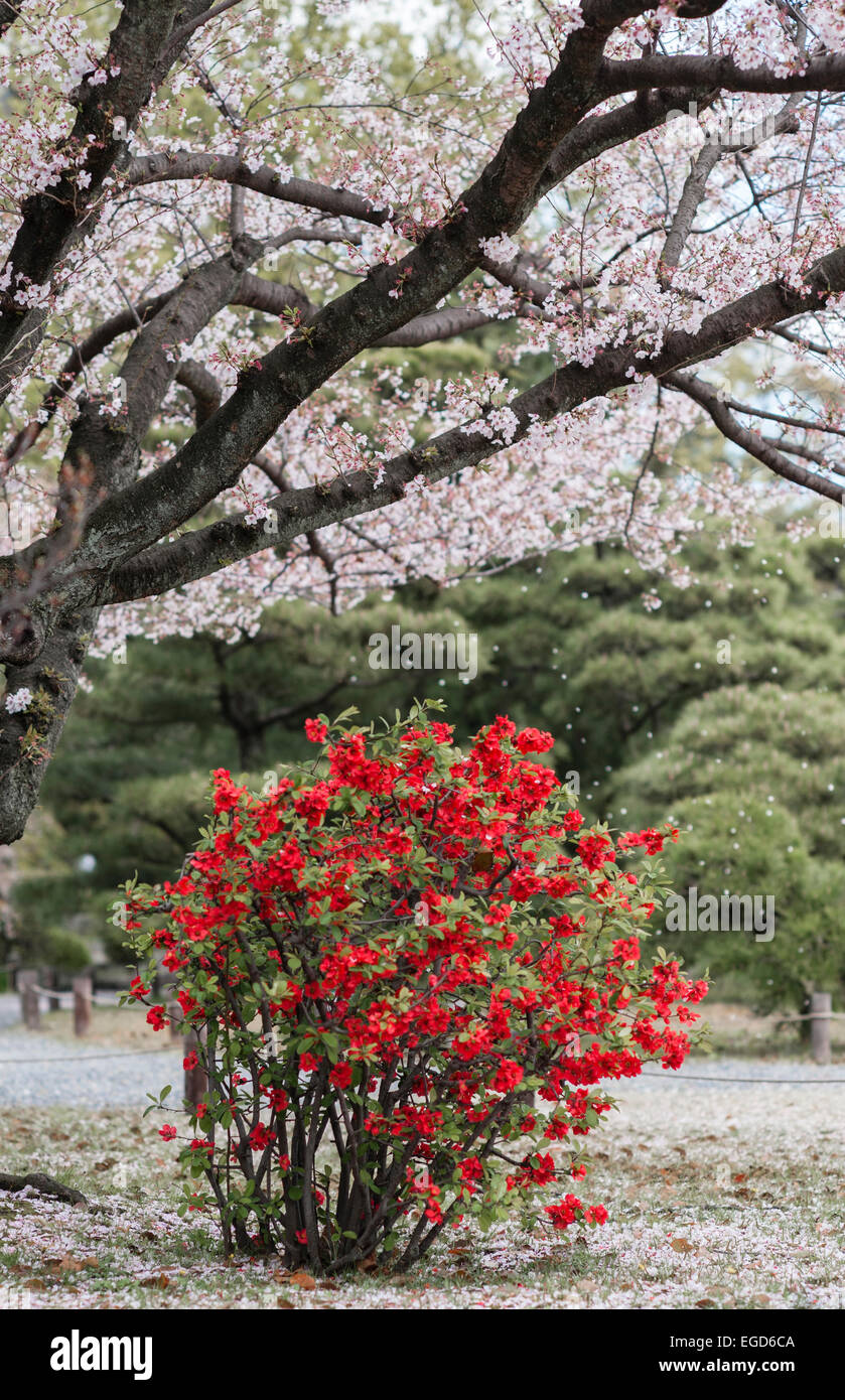 Petali di fiori di ciliegio che cadono su un rosso brillante Chaenomeles speciosa 'Nakai' (cotogna giapponese in fiore) in primavera nel giardino Shosei-en, Kyoto, Giappone Foto Stock