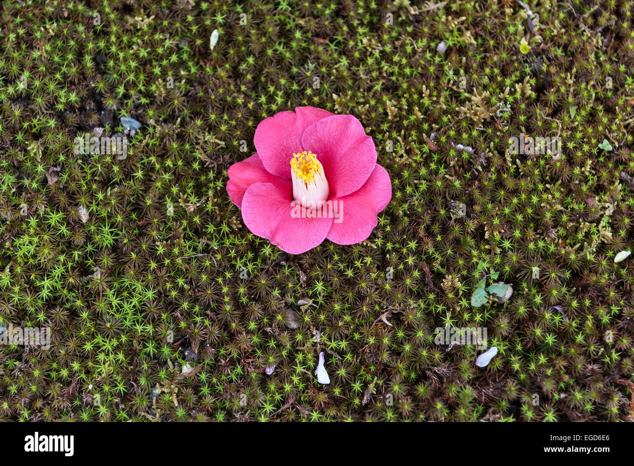 Un fiore di camelia caduto su un tappeto di muschio in primavera, nel giardino di Shosei-en, nel centro di Kyoto, in Giappone Foto Stock